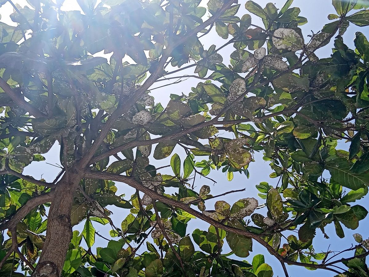 Árboles en el barrio de Titerroy con cochinilla