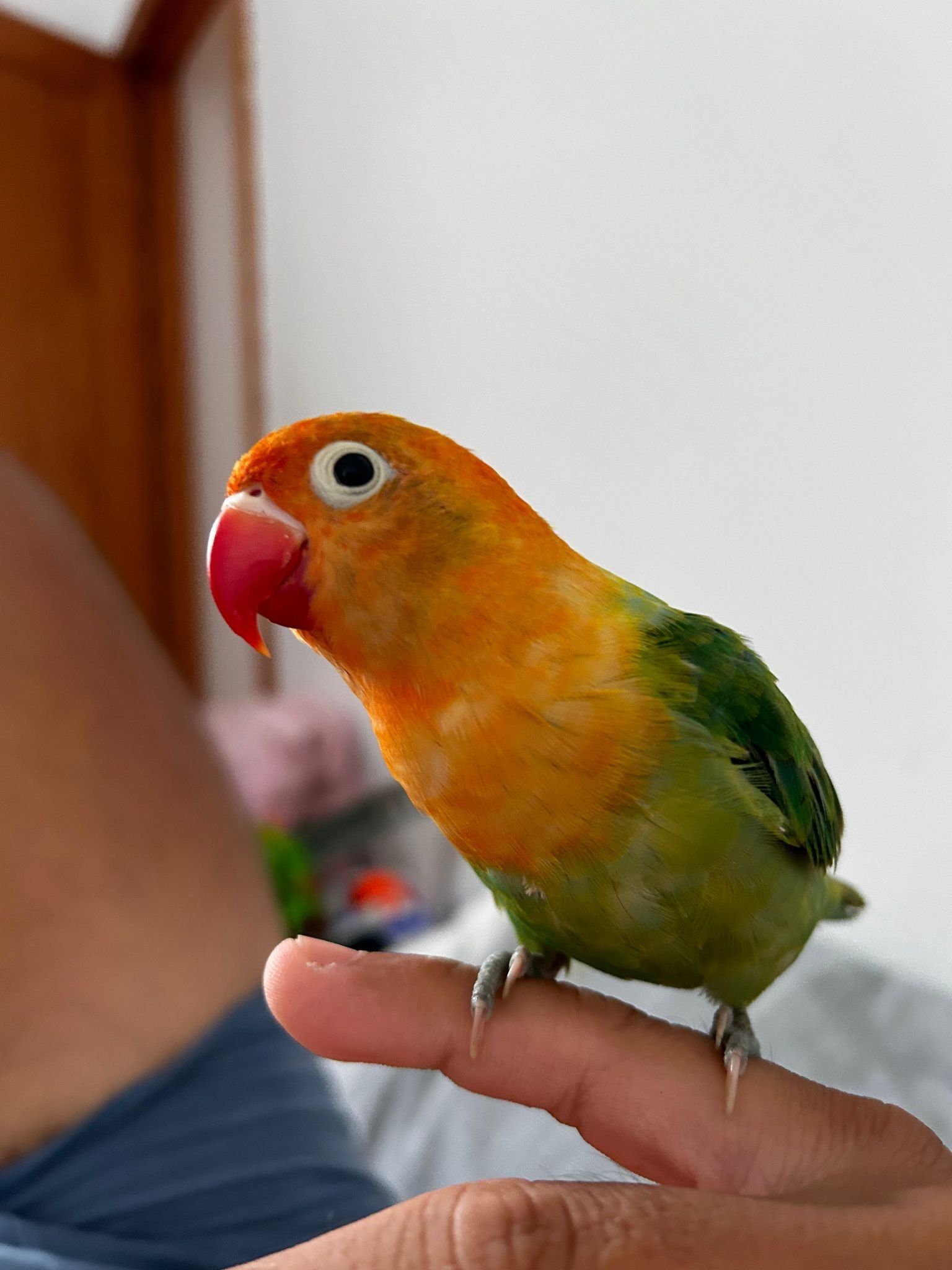 'Mango', el agaporni verde y naranja desaparecido en Argana Alta