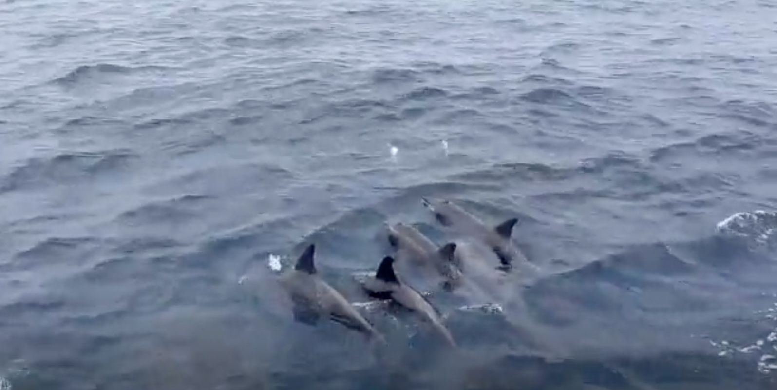 Un grupo de delfines de diente rugoso. Foto: La Provincia/Javier Bermúdez.