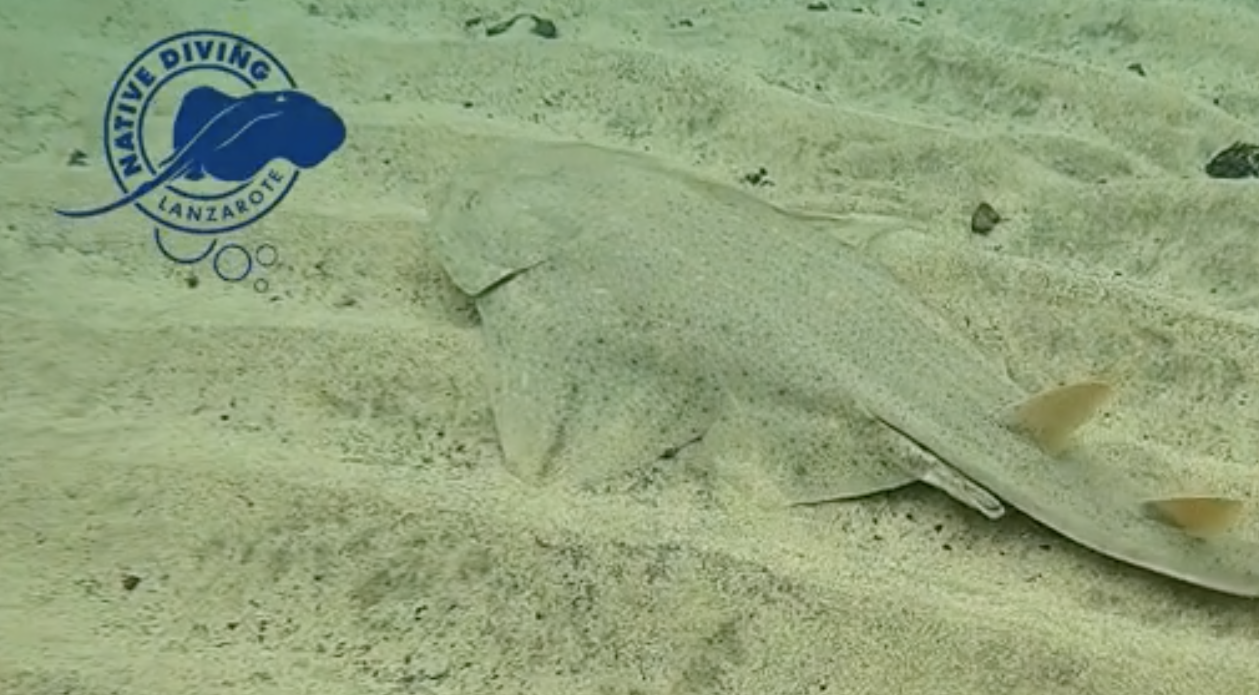 El tiburón angelote se oculta bajo la arena en la Playa de El Jablillo en Costa Teguise. Foto: Native Diving.