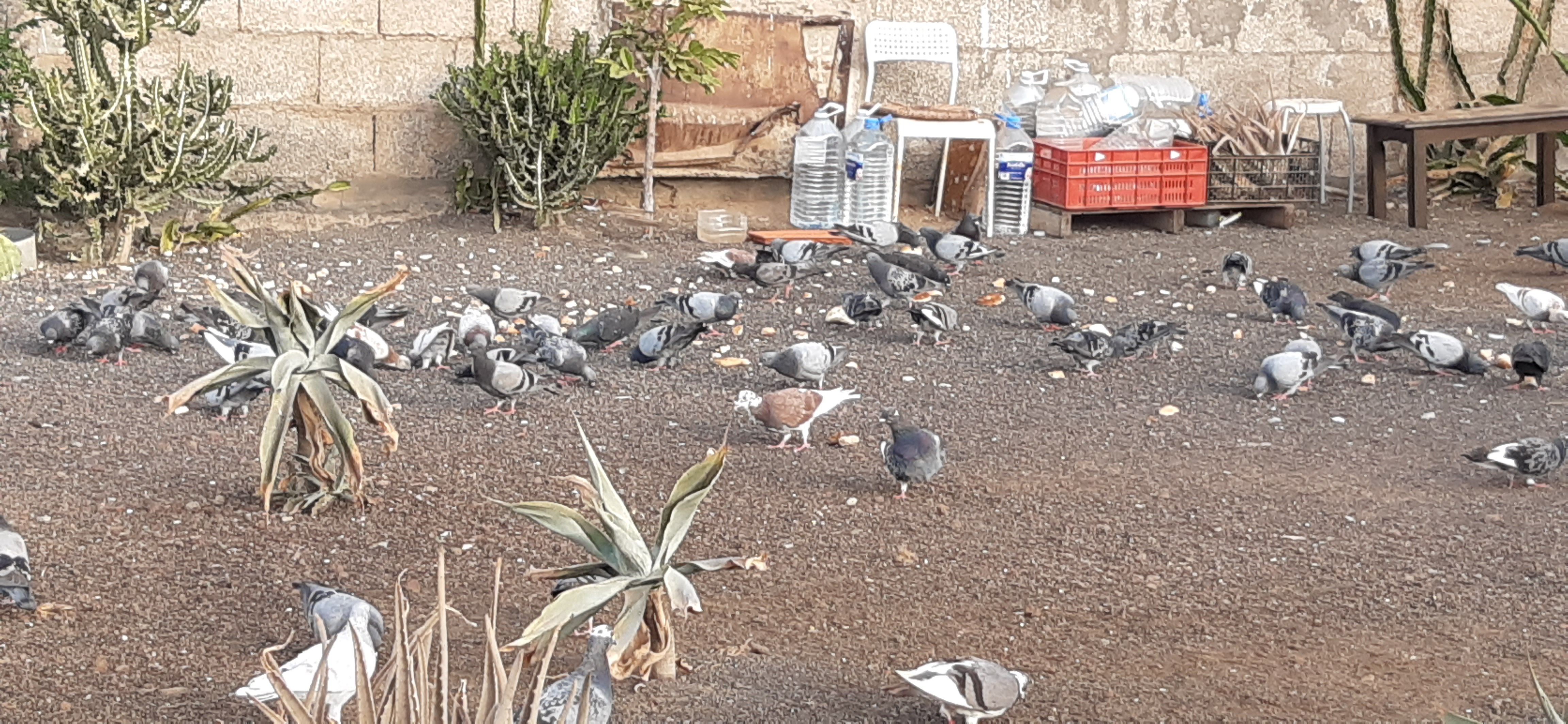 Las palomas en el solar de Valterra en Arrecife
