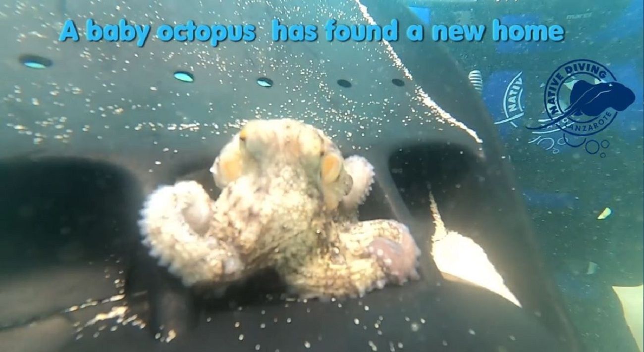 Foto del pulpo en la playa del Jablillo en Costa Teguise (Foto: La Provincia/Native Diving Lanzarote)