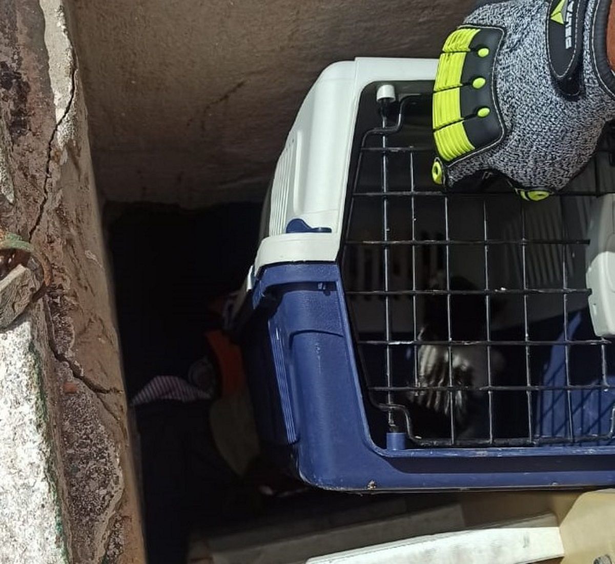Rescate de gato de un aljibe en Guatiza