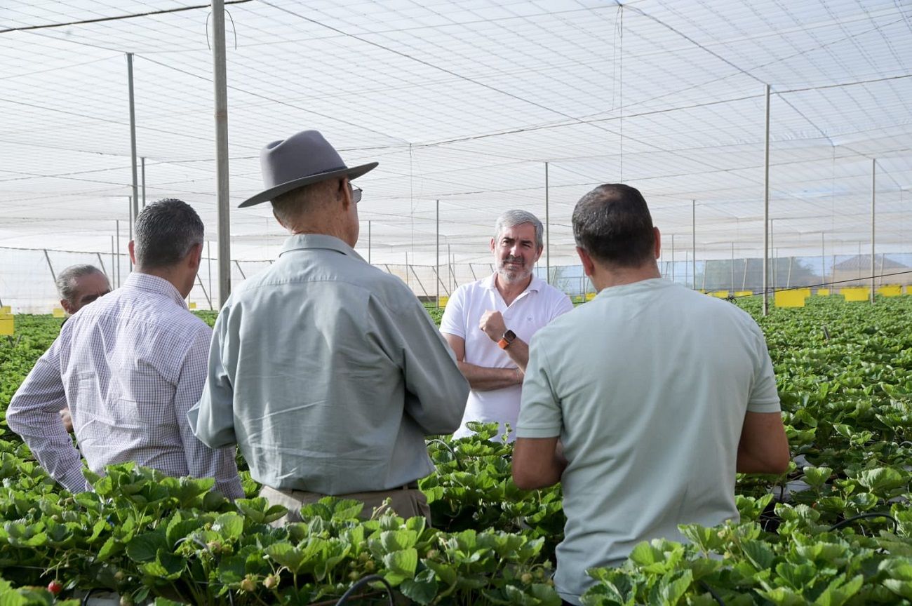 El presidente de Canarias, Fernando Clavijo visita una plantación agrícola durante la crisis de la papa.