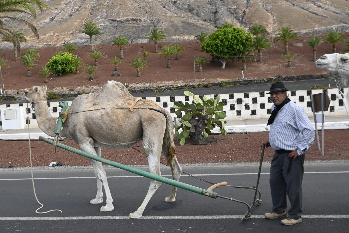 Romería de Los Remedios, 2023 Romería de Los Remedios, 2023