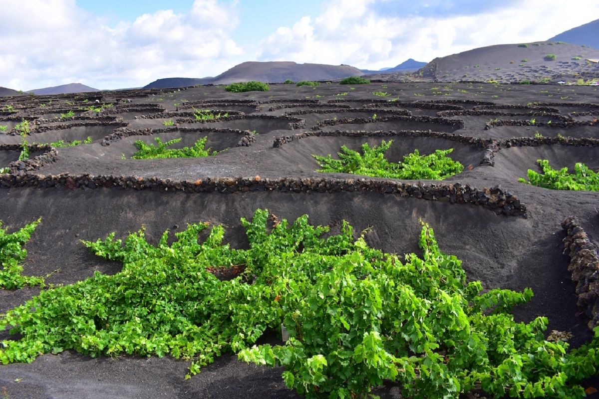 Vinos de lanzarote