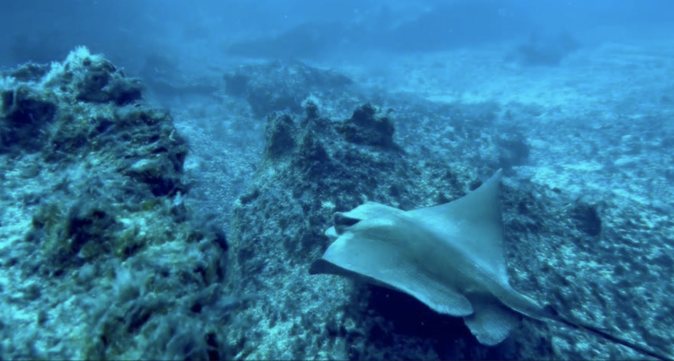 El águila de mar (Myliobatis aquila)