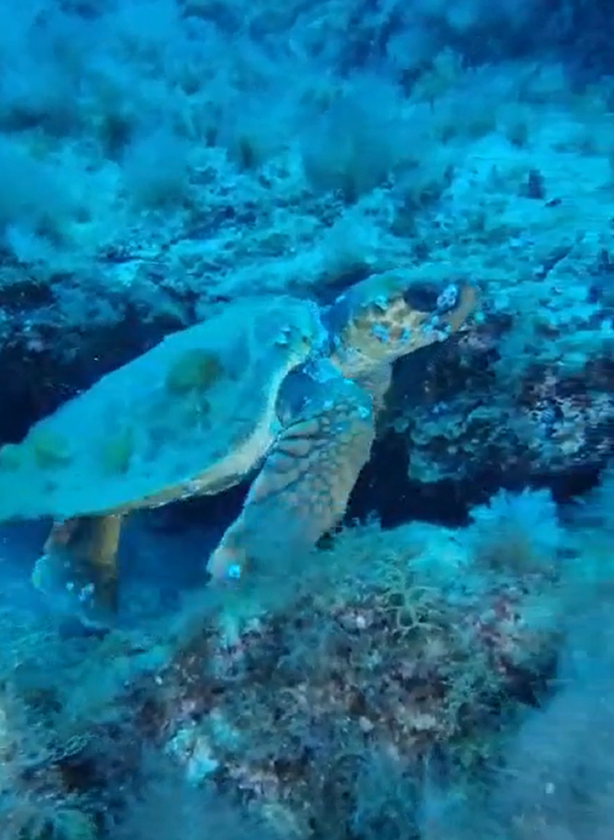 Imagen de la tortuga en el agua (Foto: Native Diving)