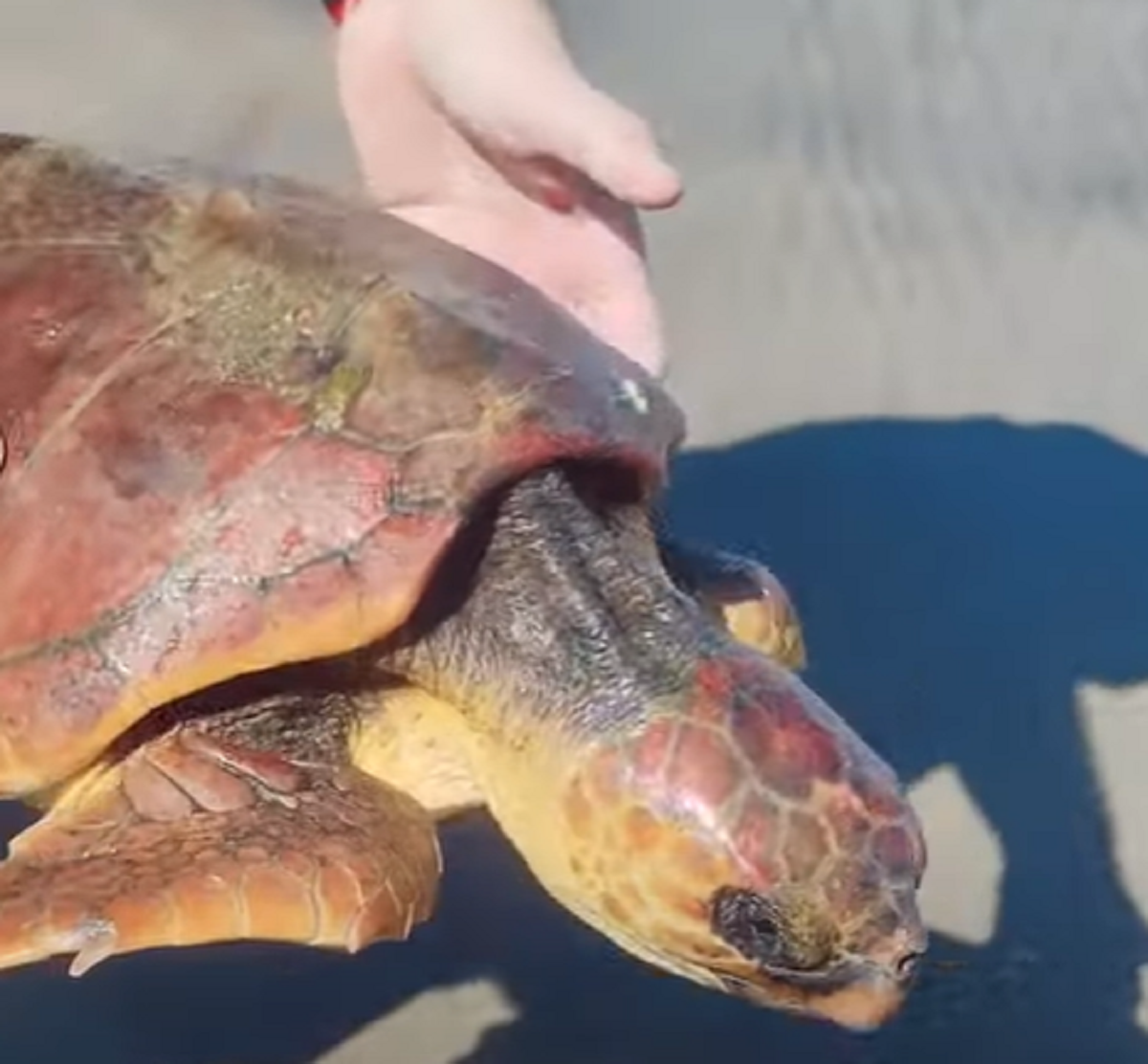 La tortuga rescatada en la Playa de la Cantería