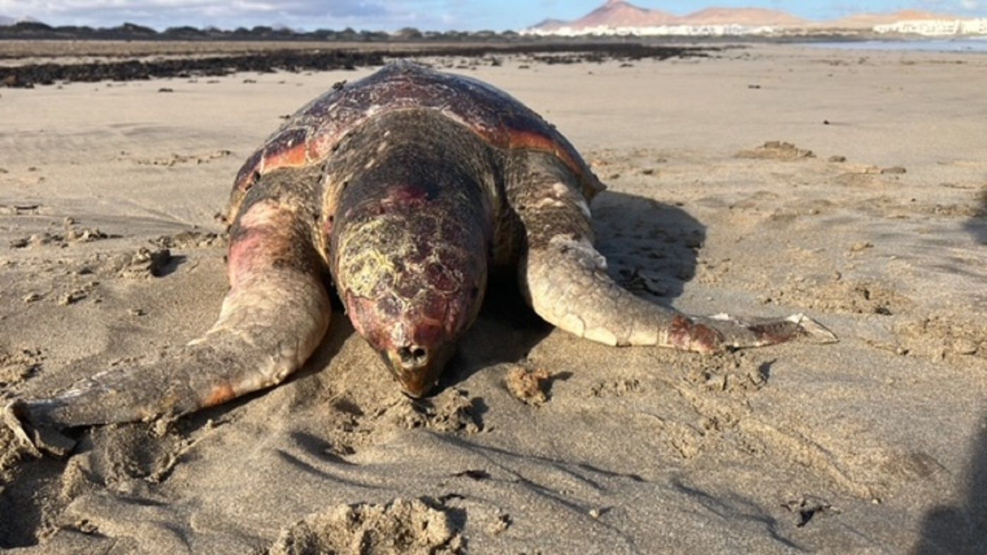 The 'Caretta caretta' turtle found dead on Famara Beach