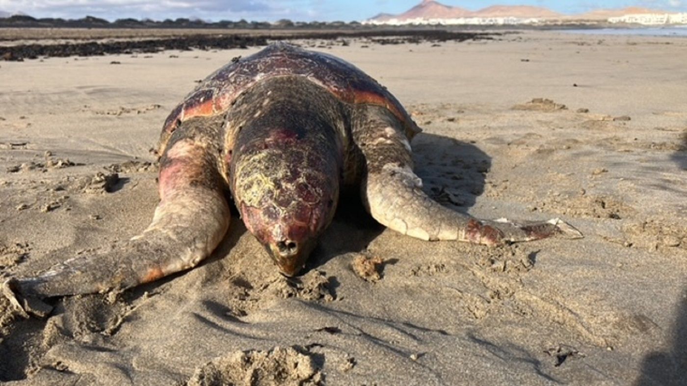 La tortuga 'Caretta caretta' encontrada muerta en la Playa de Famara