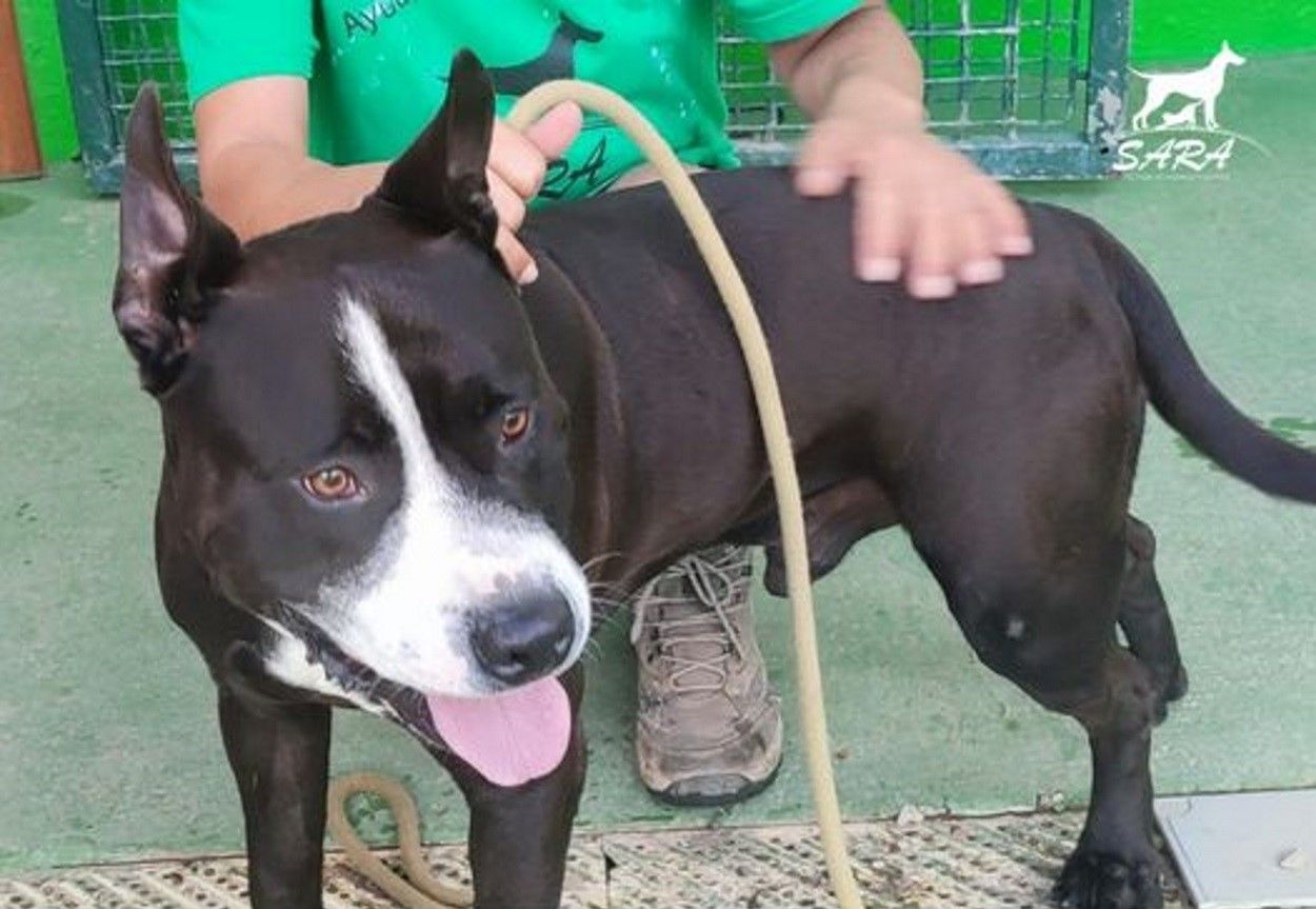 Perro abandonado en Sara 