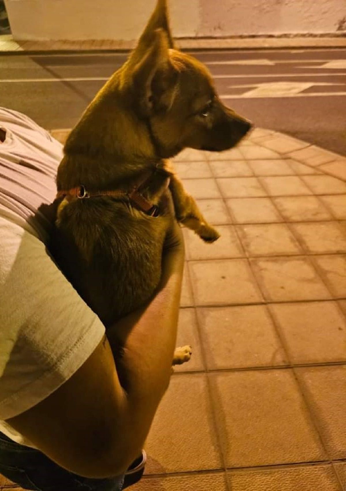 El perro encontrado en Valterra