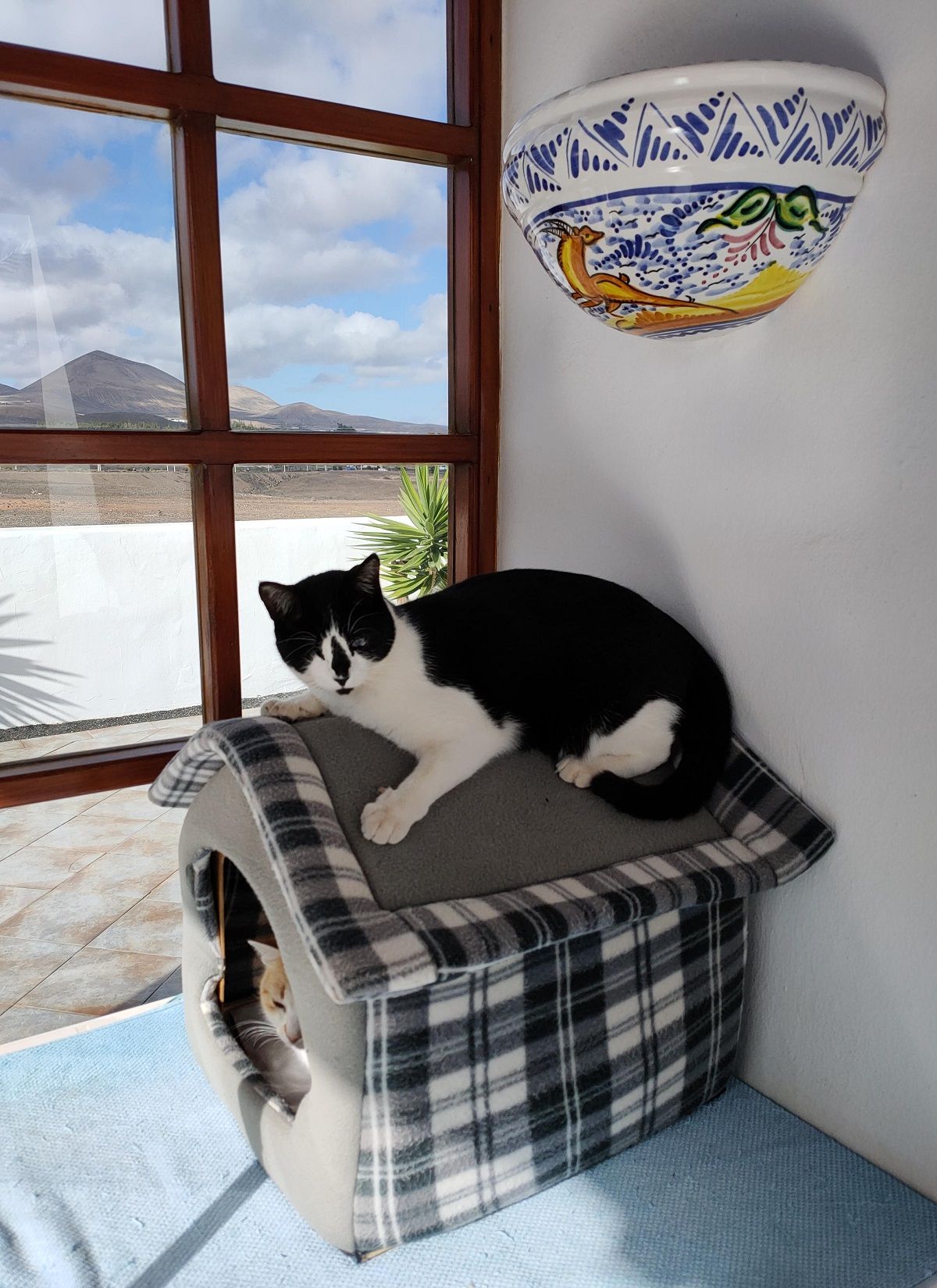 El gato perdido hace un mes en Puerto del Carmen