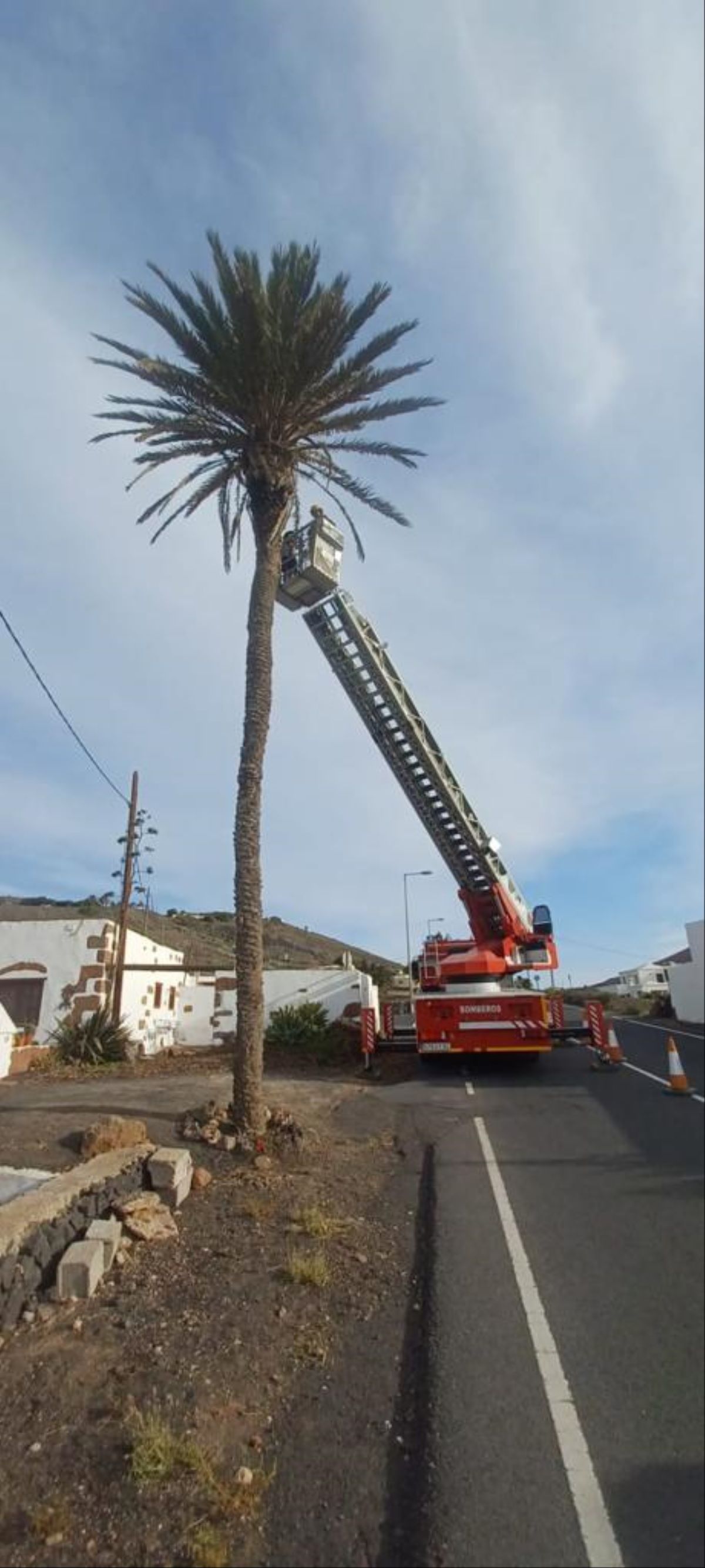 Los bomberos talando la palmera con riesgo de caer por el viento 