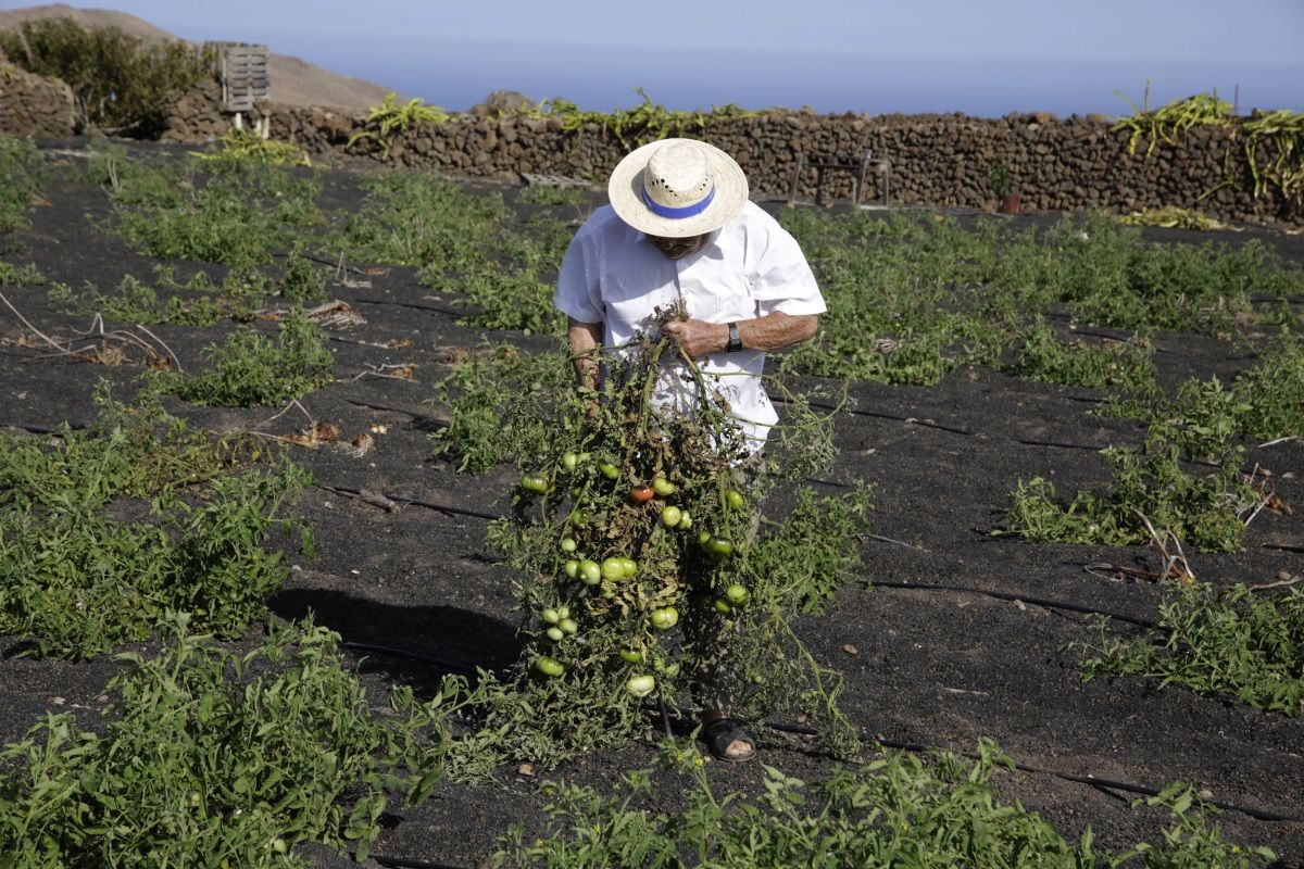  El vecino Rosendo Cabrera en su huerto en Tinajo (Foto: José Luis Carrasco)