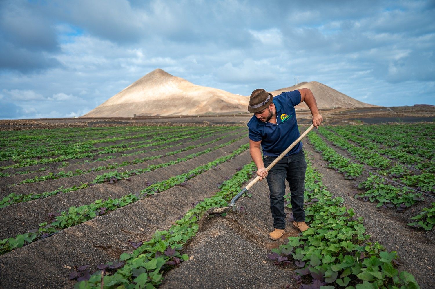 Explotación Agrícola de batata Las Canelas, en Tinajo. Alimentos.