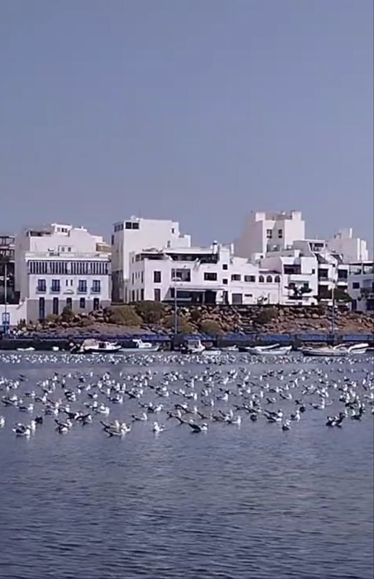 Decenas de gaviotas en el Charco de San Ginés