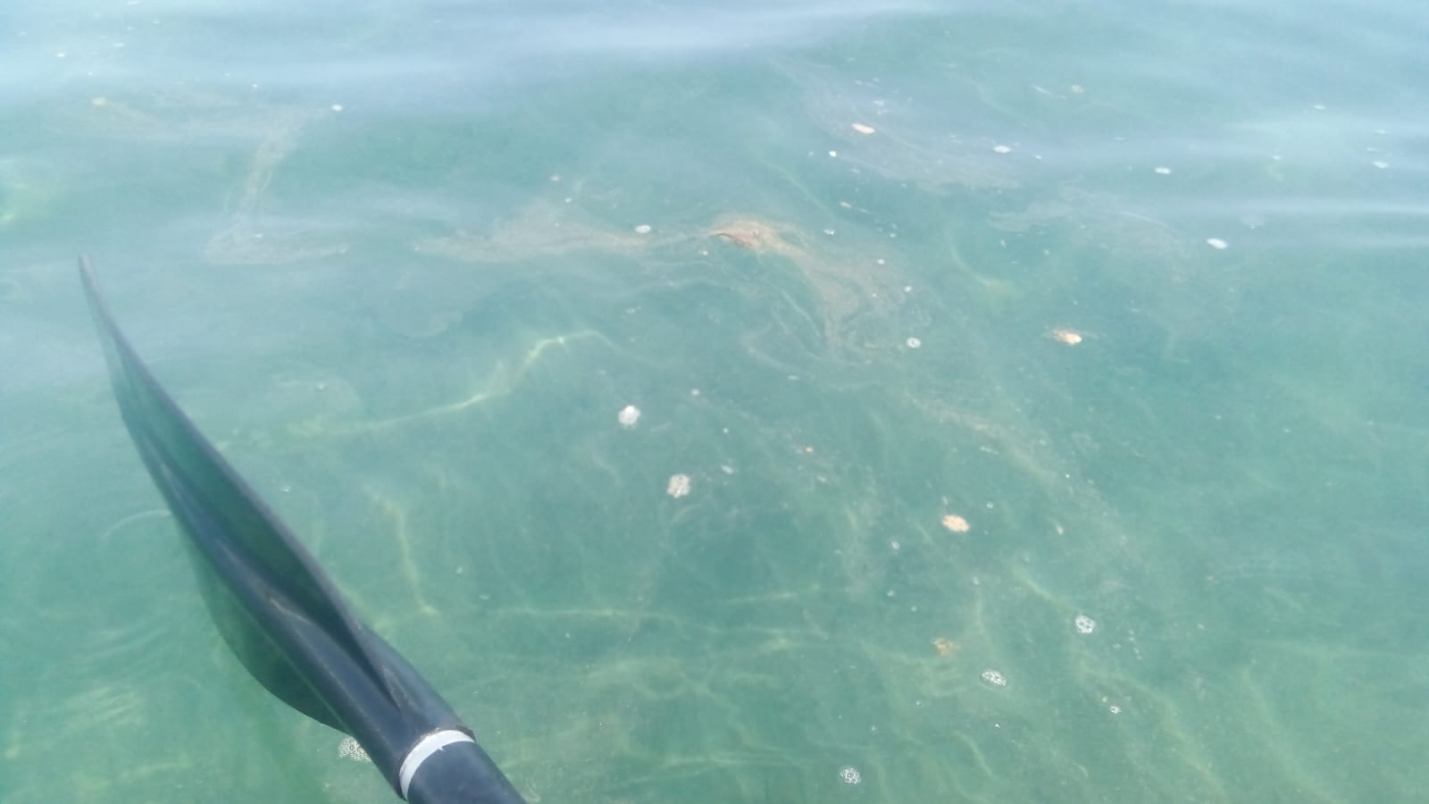 Microalgas en la playa de La Garita en Arrieta