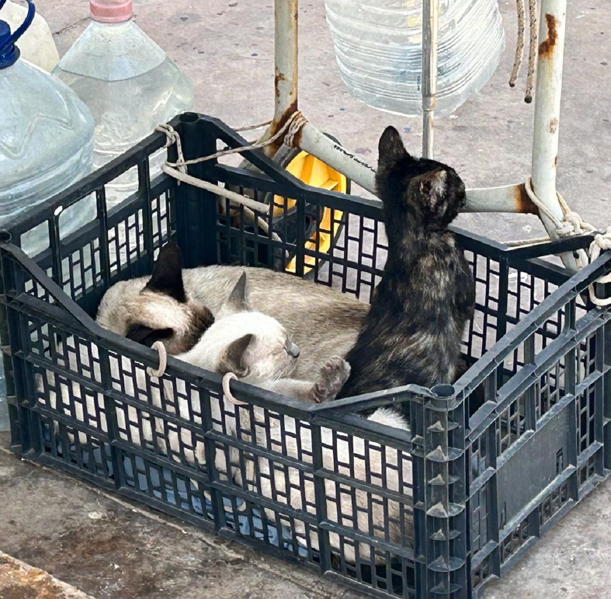 Gatos asilvestrados La Graciosa