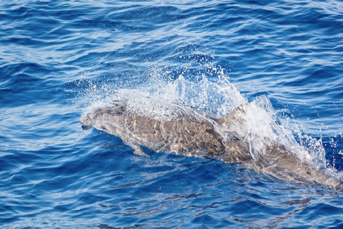 Delfín de Fraser, avistado en pasado sábado en aguas de Lanzarote