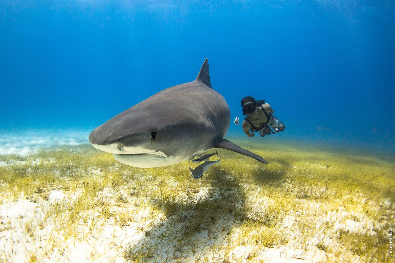 Un 'frame' de uno de los cortos del Festival International Ocean Film Tour Foto: Juan Medina