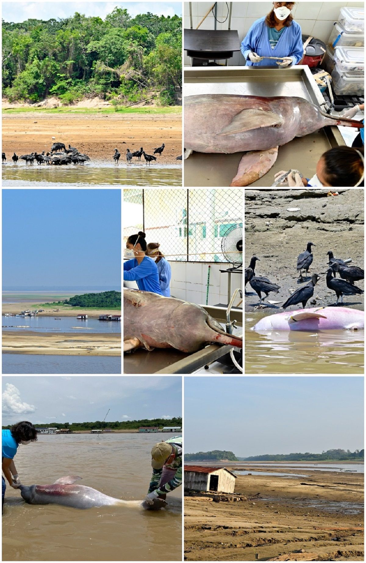 Rescate de los delfines en el Amazonas