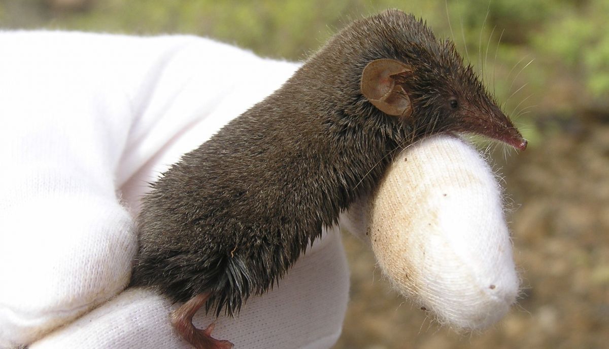 La musaraña canaria, el único mamífero endémico exclusivo del Archipiélago