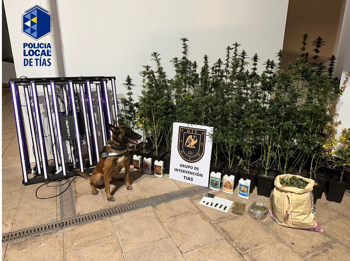 Cultivo de marihuana desmantelado