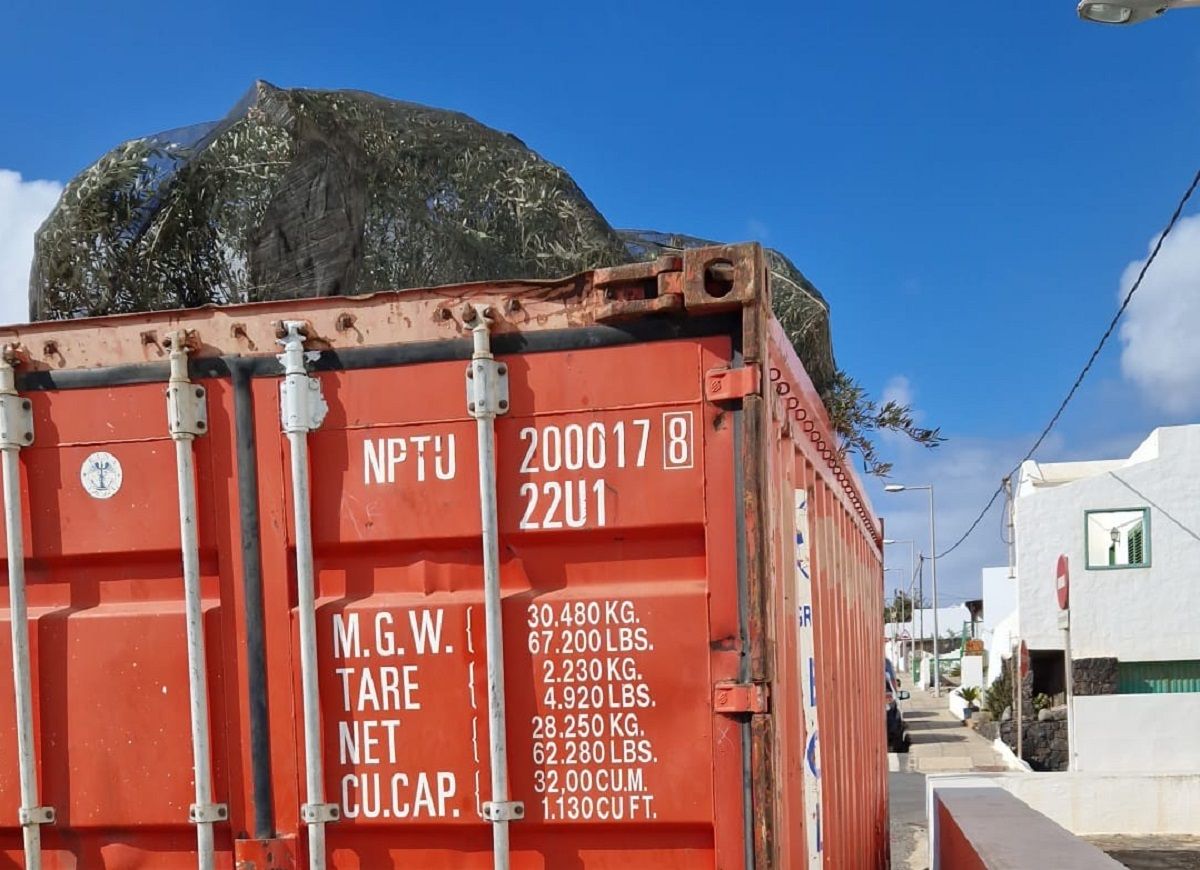 Olivos, atrapados en la aduana de Los Mármoles