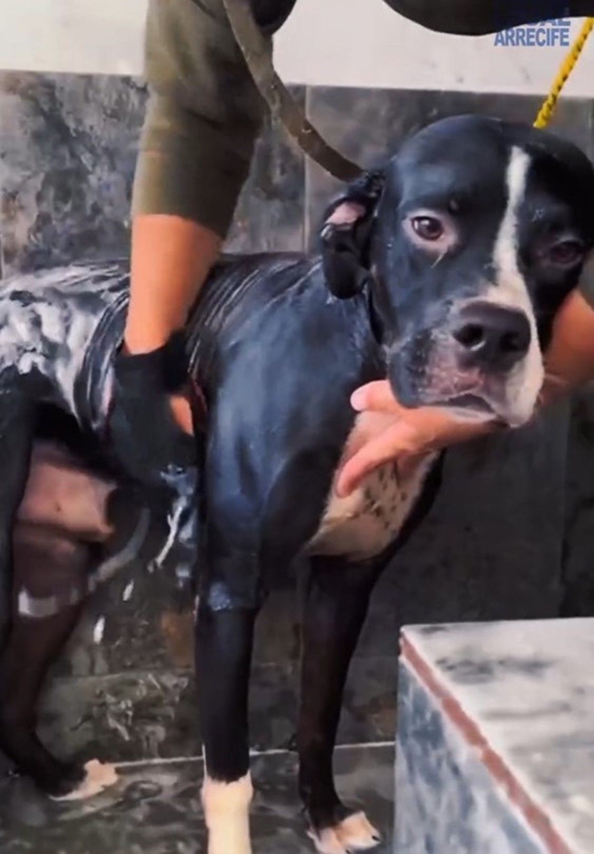 Uno de los perros rescatados siendo atendido por la protectora