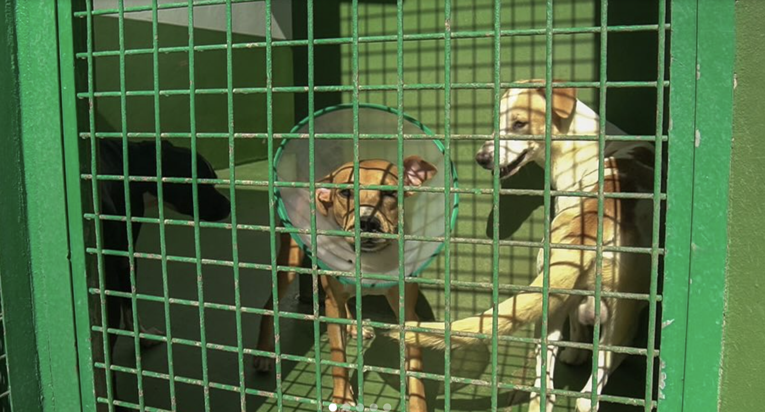 Los perros Reina, Koke y Papi buscan un nuevo hogar en Lanzarote
