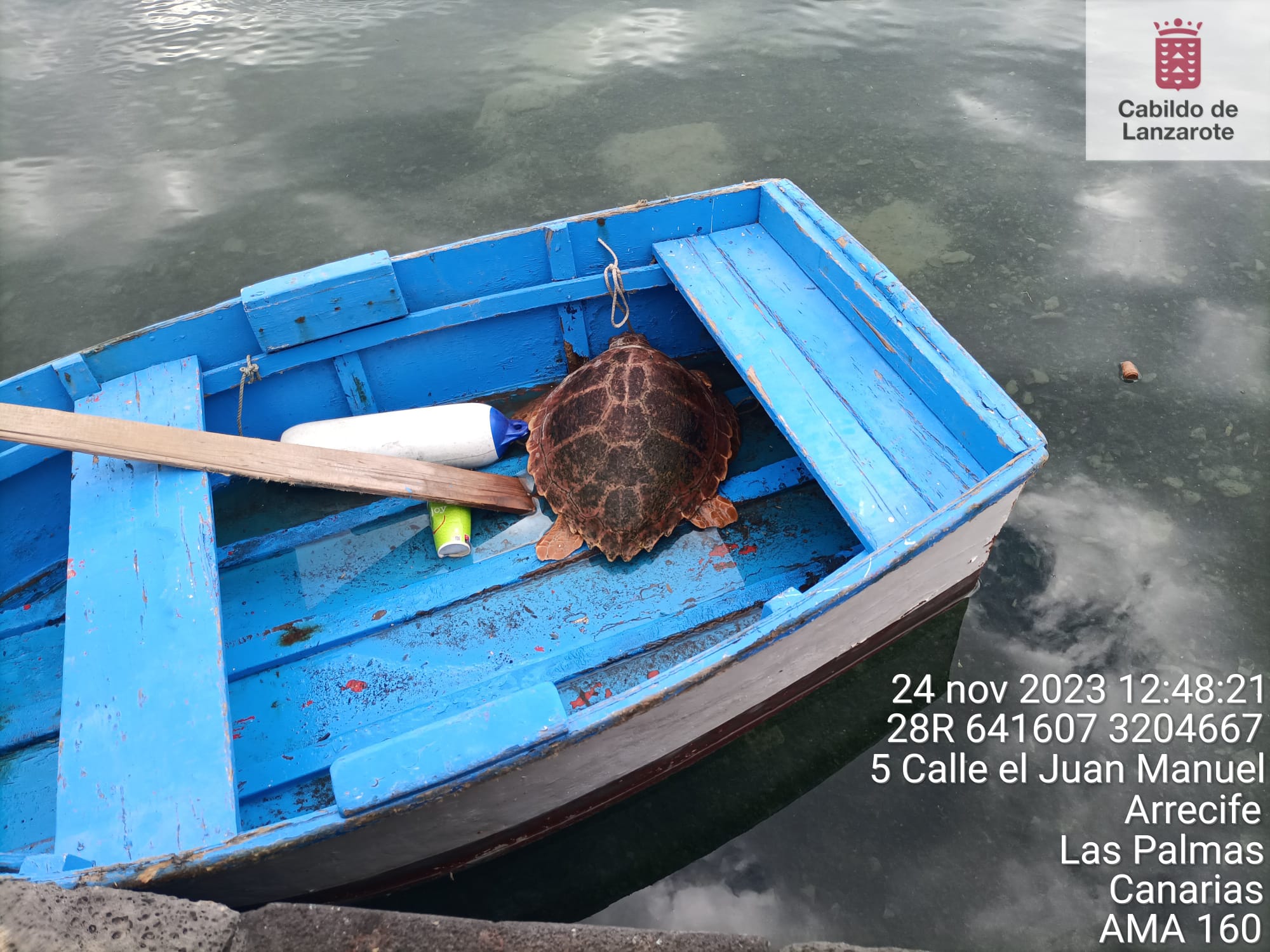 Un pescador salva una tortuga boba 