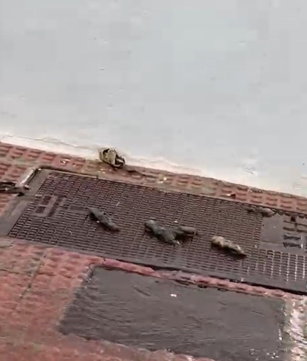 Las ratas muertas en las aceras de Arrecife