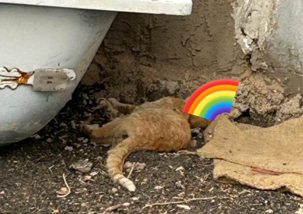 Gato fallecido en la localidad de Soo en el municipio de Teguise