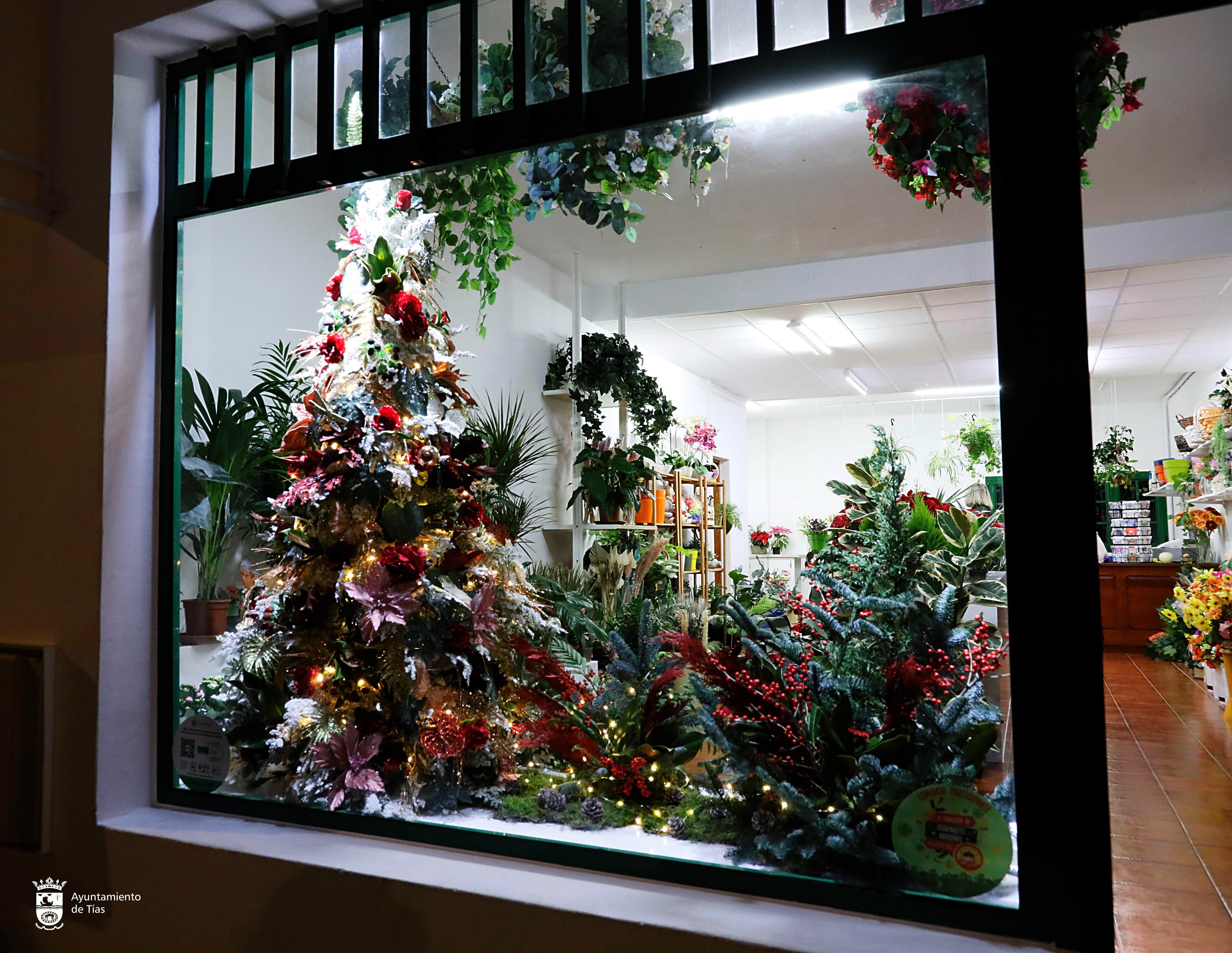 3 premio Allium Lanzarote Studio 3 premio Allium Lanzarote Studio