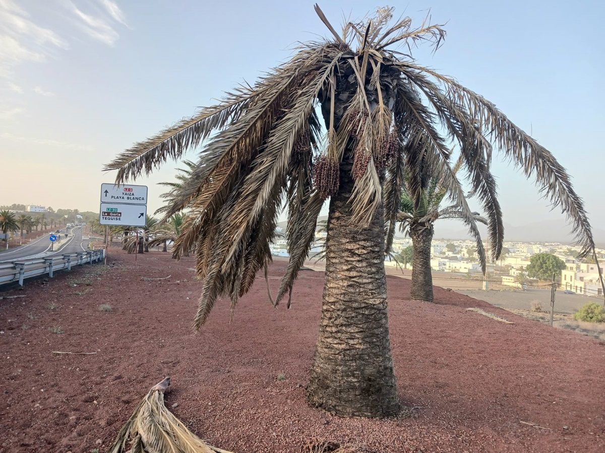 La palmera canaria en Lanzarote