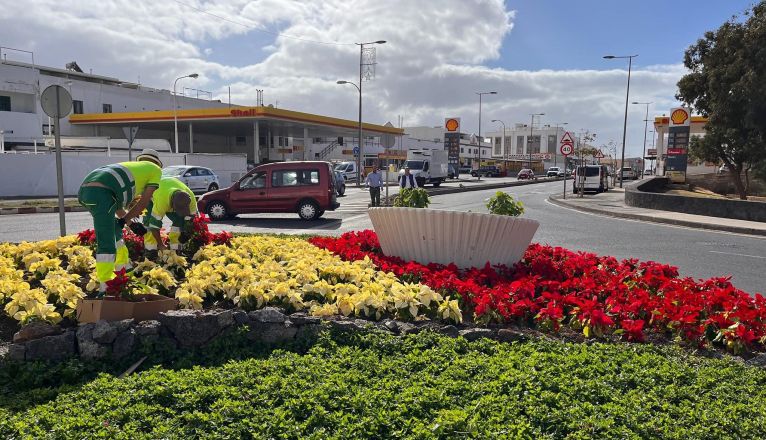 Arrecife planta 12.000 flores de pascua para embellecer y ambientar por Navidad los espacios verdes