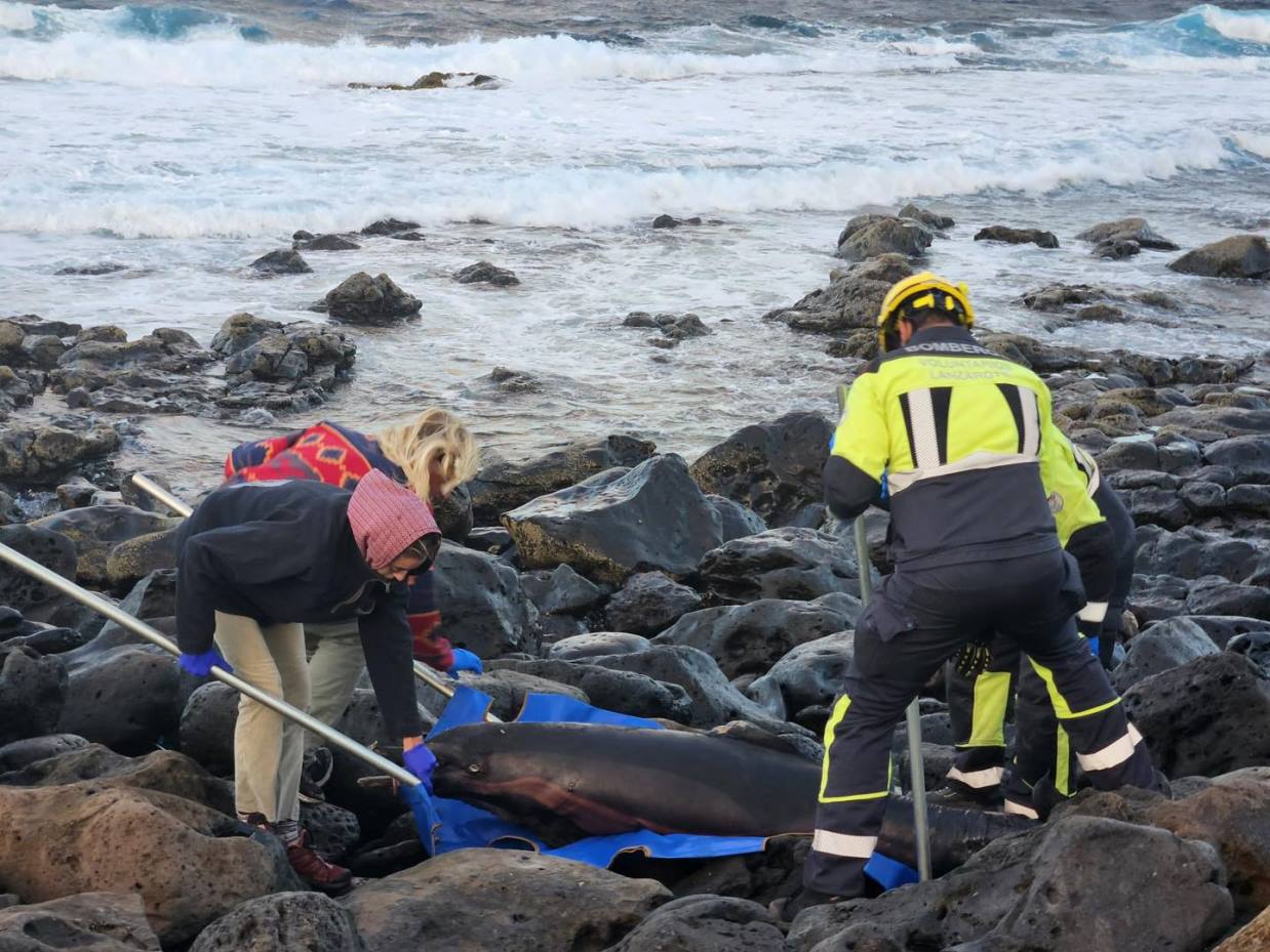 Cetáceo varado en la costa cerca de Caleta Caballo