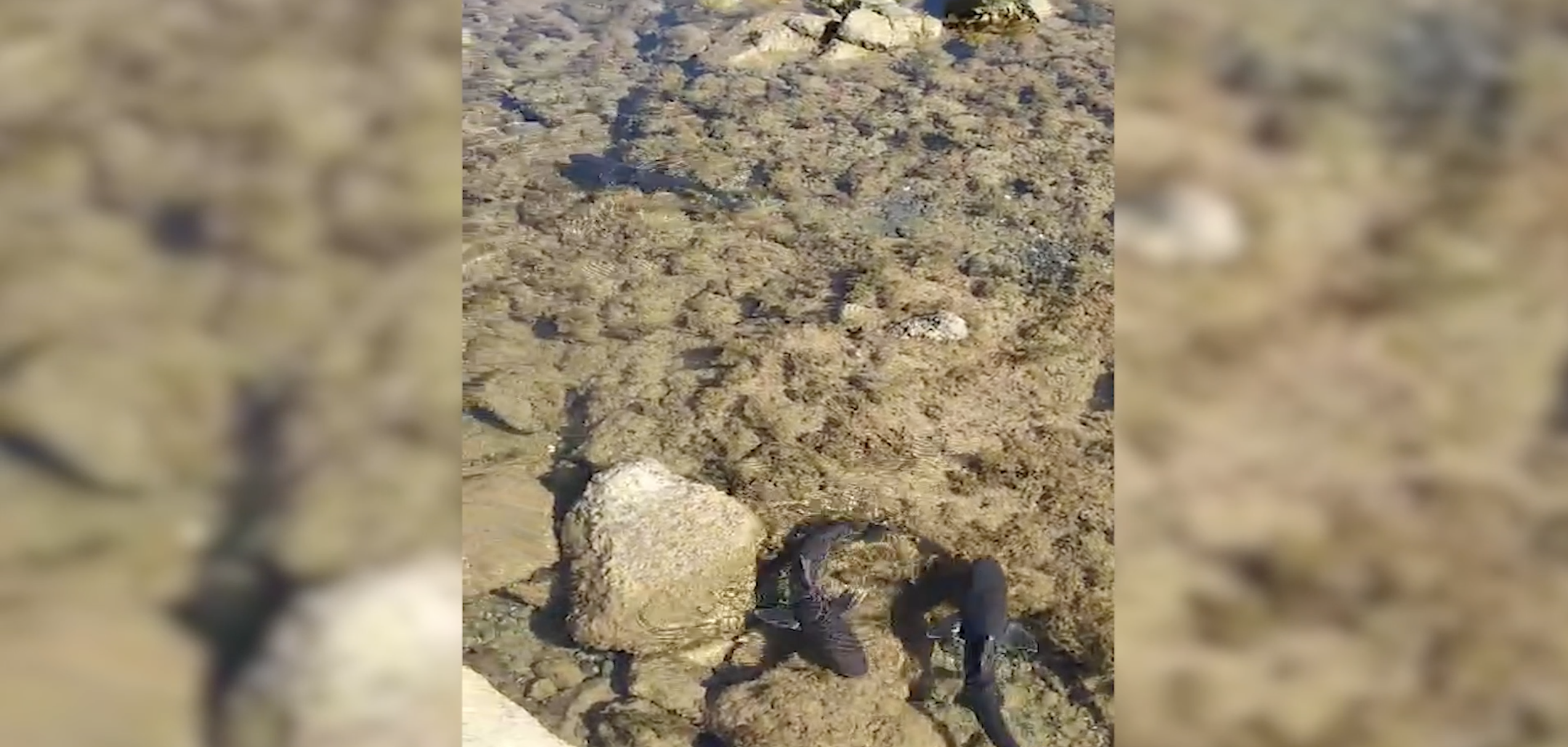 Varios ejemplares de tiburón cazón nadando en Órzola.