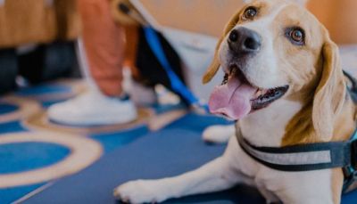 Mascota a bordo de una embarcación de Fred Olsen