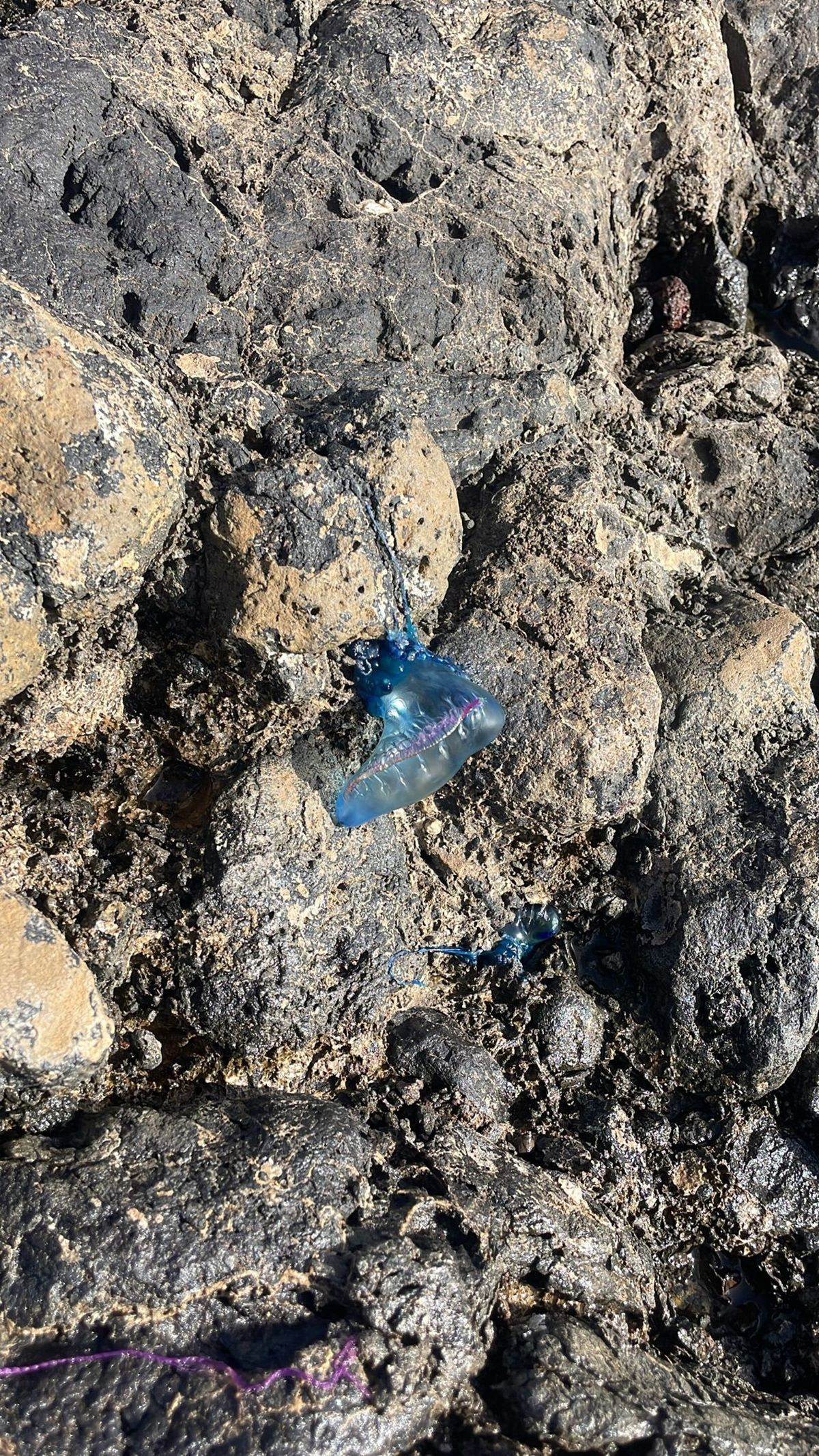 Las medusas en la playa de El Jablillo