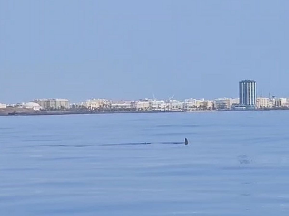 Un tiburón en la costa de Arrecife