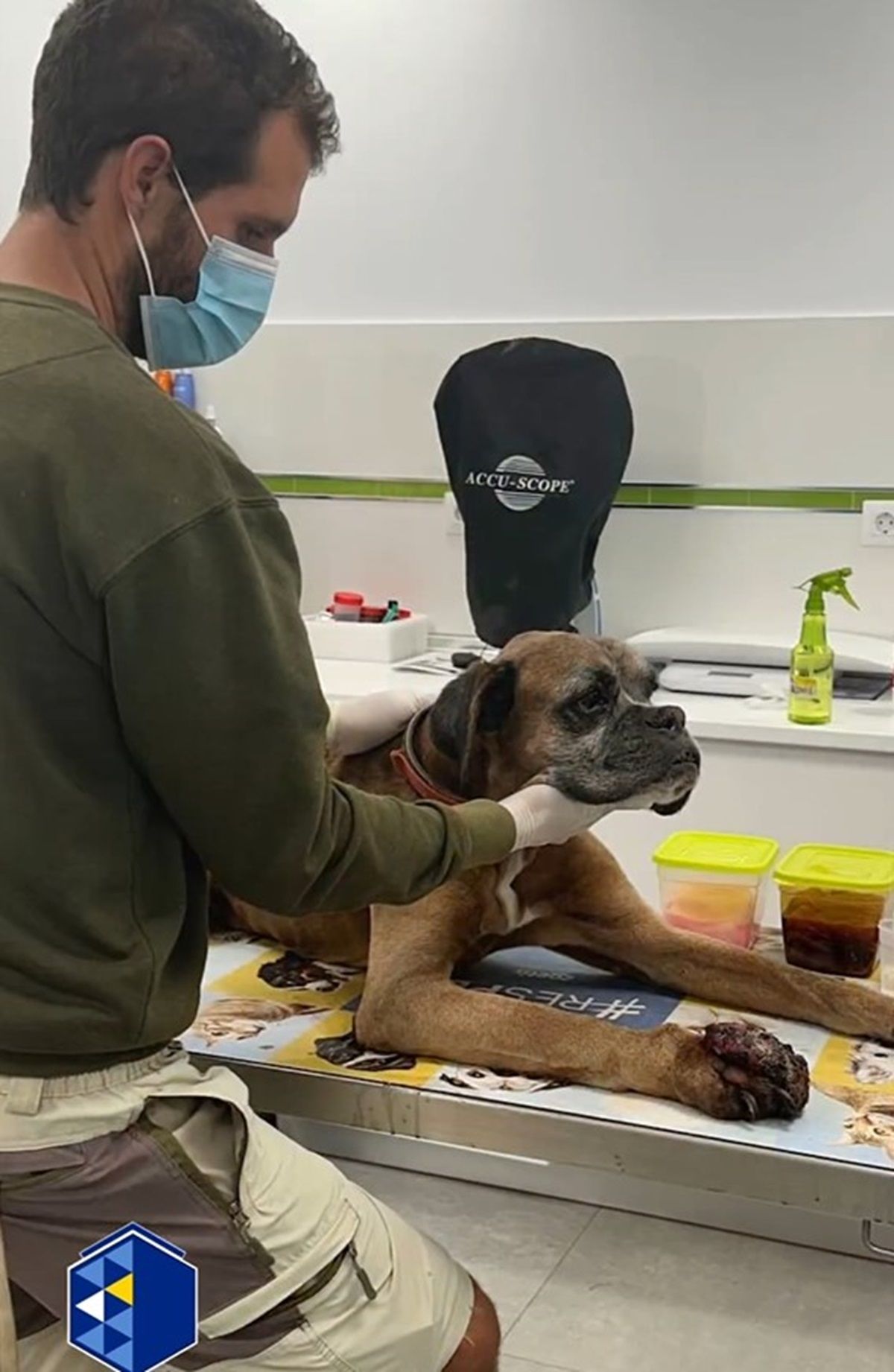 El perro rescatado en Arrecife