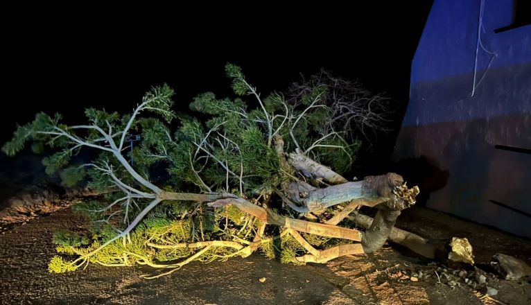 Arbol caído en la vía en Playa Quemada Arbol caído en la vía en Playa Quemada