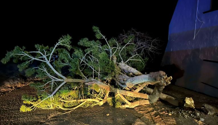 Arbol caído en la vía en Playa Quemada