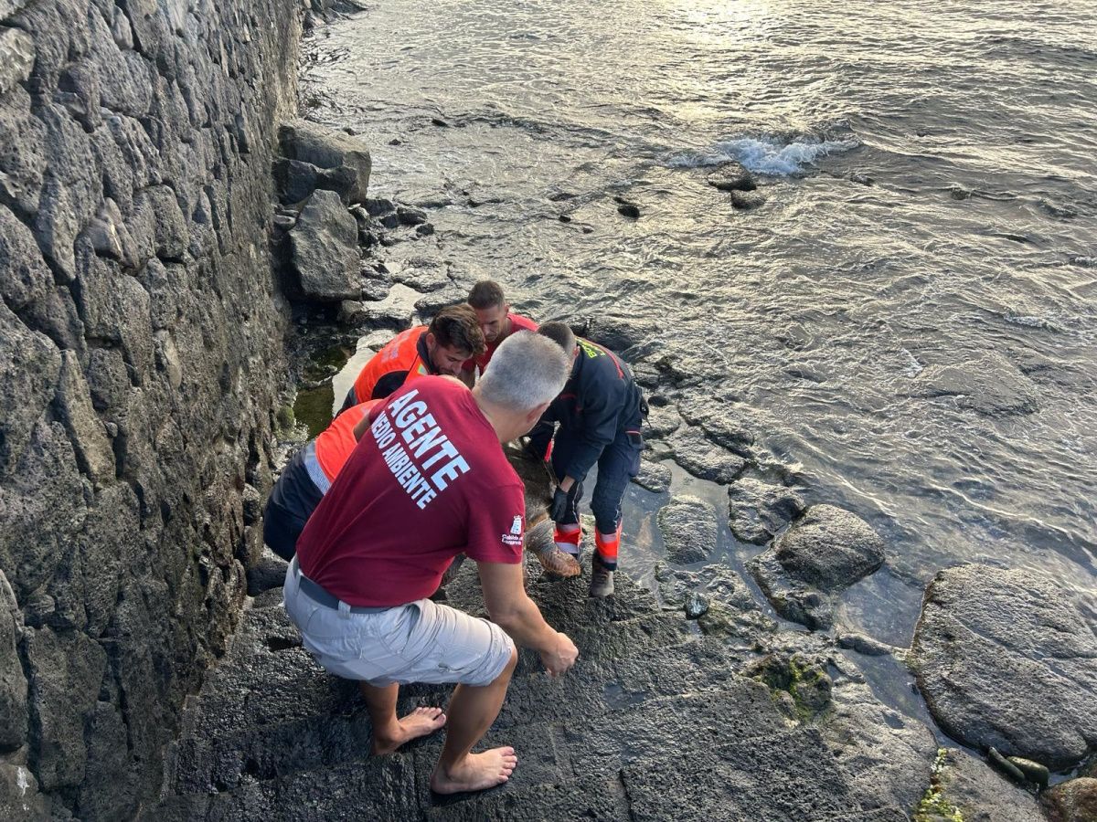 Recuperada una tortuga muerta en la costa de Arrecife