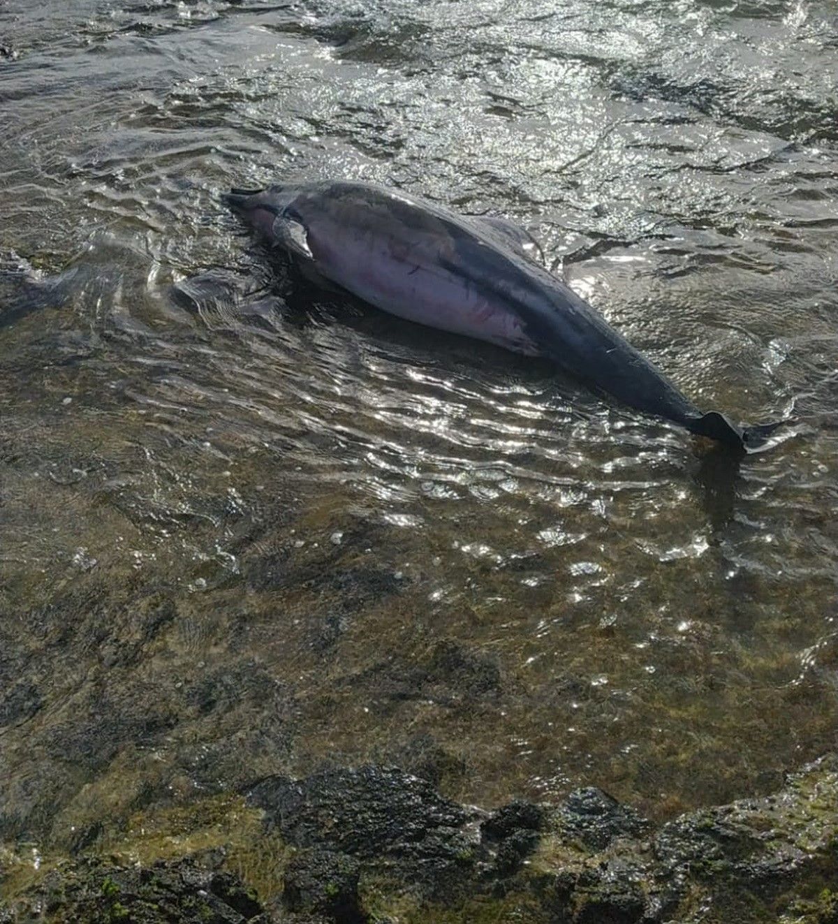 El delfín varado en Arrecife