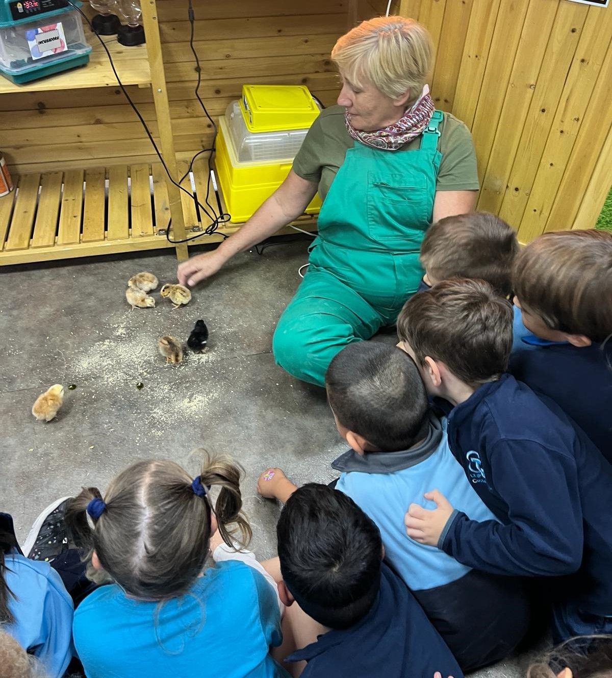 Los alumnos viendo el nacimiento de los pollitos en el CEIP Costa Teguise