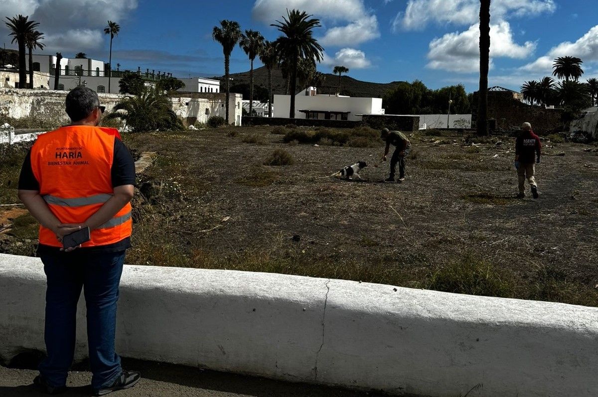 Perros Unidad Canina en Haría 